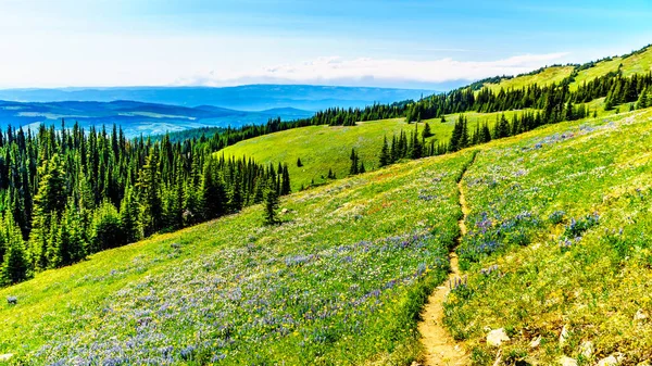 Hiking meadows ile kaplı yüksek çiçekler içinde Alp Sun Peaks köyü yakınlarında