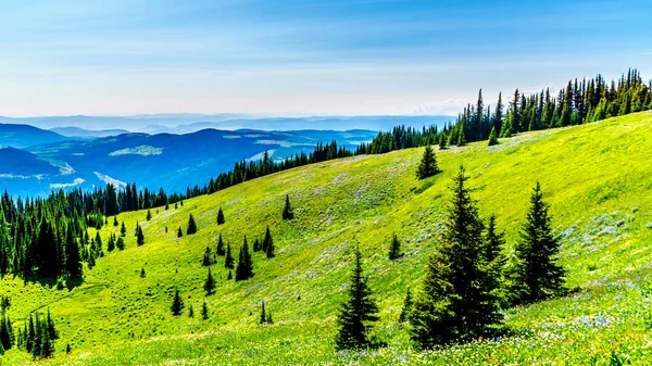 Escursione attraverso i prati ricoperti di fiori selvatici in alta montagna vicino al villaggio di Sun Peaks — Foto Stock