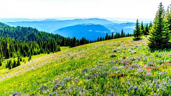 Escursione attraverso i prati ricoperti di fiori selvatici in alta montagna vicino al villaggio di Sun Peaks — Foto Stock