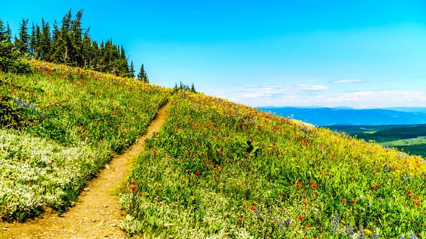 Senderismo por los prados cubiertos de flores silvestres en el alto alpino cerca del pueblo de Sun Peaks — Foto de Stock