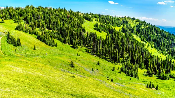 Randonnée dans les prairies couvertes de fleurs sauvages dans la haute montagne près du village de Sun Peaks — Photo