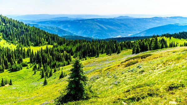 Vandring genom ängar täckta av vildblommor i höga Alperna nära byn av Sun Peaks — Stockfoto