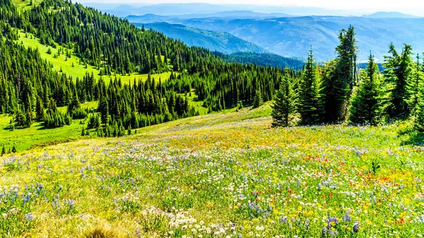 Randonnée dans les prairies couvertes de fleurs sauvages dans la haute montagne près du village de Sun Peaks — Photo