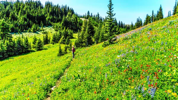 Senior vrouw wandelen door de weilanden bedekt met wilde bloemen in de hoge Alpen in de buurt van de piek van het dorp van zon — Stockfoto