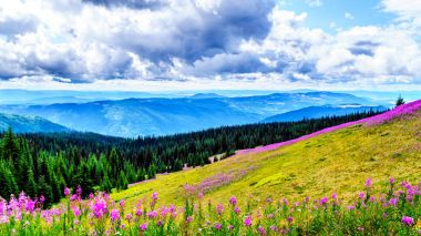 Yürüyüş yoluyla alpine meadows kapalı pembe fireweed kır çiçekleri yüksek içinde Alp