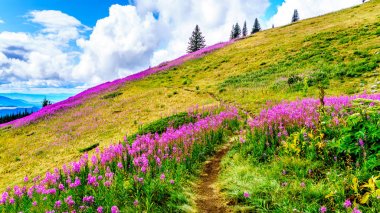 Yürüyüş yoluyla alpine meadows kapalı pembe fireweed kır çiçekleri yüksek içinde Alp