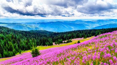 Yürüyüş yoluyla alpine meadows kapalı pembe fireweed kır çiçekleri yüksek içinde Alp