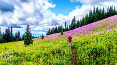 Alpine meadows hiking kadın kıdemli kaplı pembe fireweed kır çiçekleri yüksek içinde Alp Sun Peaks köyü yakınlarında