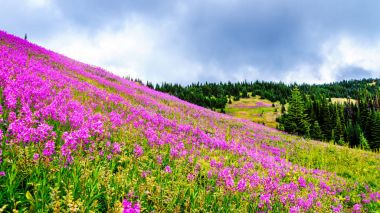 Yürüyüş yoluyla alpine meadows kapalı pembe fireweed kır çiçekleri yüksek içinde Alp