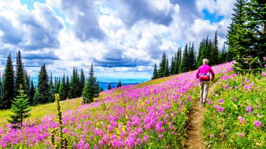 Alpine meadows hiking kadın kıdemli kaplı pembe fireweed kır çiçekleri yüksek içinde Alp Sun Peaks köyü yakınlarında
