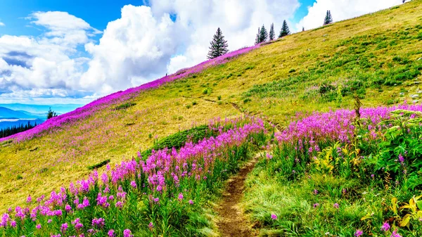 Senderismo a través de prados alpinos cubiertos de flores silvestres rosa fuego en la alta alpina — Foto de Stock