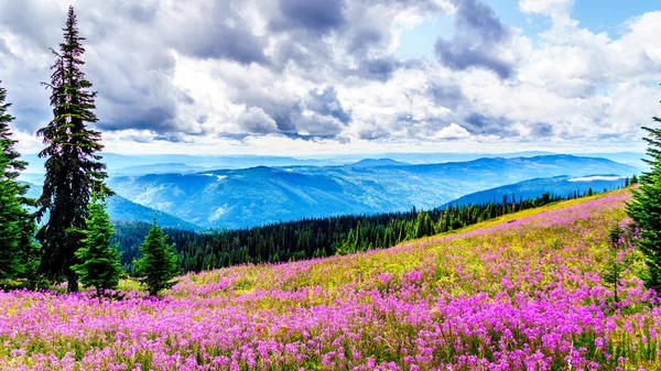 Senderismo a través de prados alpinos cubiertos de flores silvestres rosa fuego en la alta alpina —  Fotos de Stock