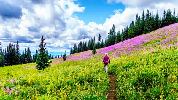 Mujer mayor caminando a través de prados alpinos cubiertos de flores silvestres de palma de fuego rosa en el alto alpino cerca del pueblo de Sun Peaks — Foto de Stock