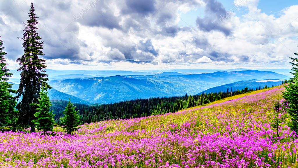 Hiking through alpine meadows covered in pink fireweed wildflowers in the high alpine