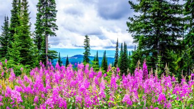 Hiking through alpine meadows covered in pink fireweed wildflowers in the high alpine clipart
