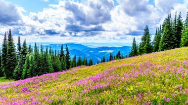 Yürüyüş yoluyla alpine meadows kapalı pembe fireweed kır çiçekleri yüksek içinde Alp