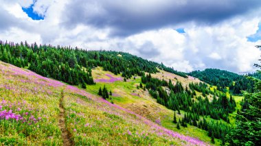Yürüyüş yoluyla alpine meadows kapalı pembe fireweed kır çiçekleri yüksek içinde Alp