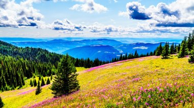 Yürüyüş yoluyla alpine meadows kapalı pembe fireweed kır çiçekleri yüksek içinde Alp