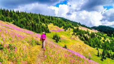 Alpine meadows pembe Fireweed çiçeklerle kaplı bir yürüyüş izinde kadın kıdemli