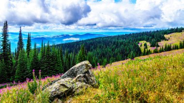 Yürüyüş yoluyla alpine meadows kapalı pembe fireweed kır çiçekleri yüksek içinde Alp