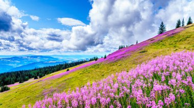 Yürüyüş yoluyla alpine meadows kapalı pembe fireweed kır çiçekleri yüksek içinde Alp