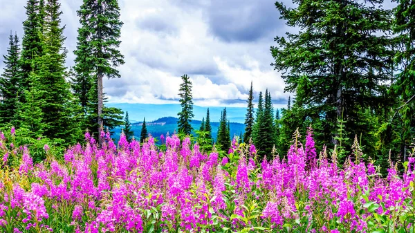 Senderismo a través de prados alpinos cubiertos de flores silvestres rosa fuego en la alta alpina — Foto de Stock