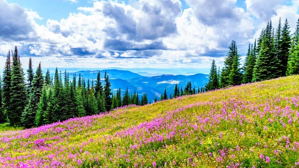 Yürüyüş yoluyla alpine meadows kapalı pembe fireweed kır çiçekleri yüksek içinde Alp
