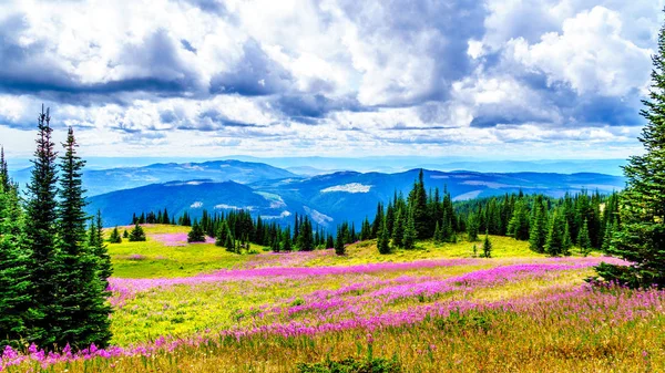 Yürüyüş yoluyla alpine meadows kapalı pembe fireweed kır çiçekleri yüksek içinde Alp
