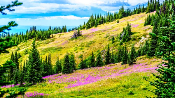 Hiking through alpine meadows covered in pink fireweed wildflowers in the high alpine — Stock Photo, Image