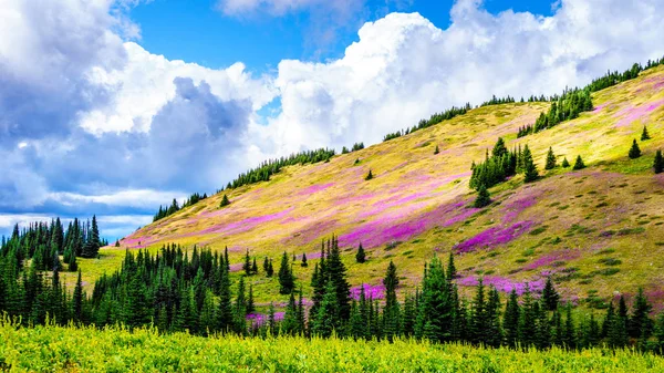 Her yerde pembe fireweed kır çiçekleri ile yüksek Alpin çayırlar aracılığıyla hiking