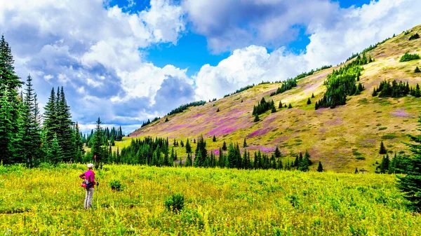 Alpine meadows hiking kadın kıdemli kaplı pembe fireweed kır çiçekleri yüksek içinde Alp Sun Peaks köyü yakınlarında