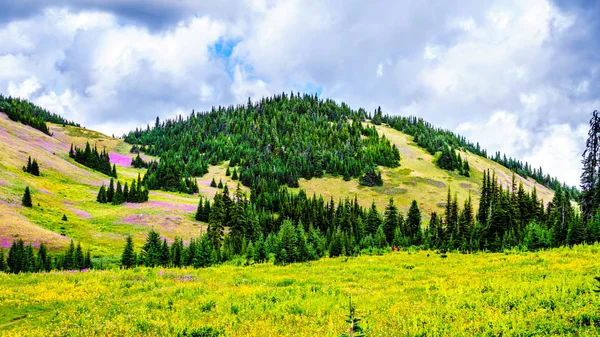 Hiking through high alpine meadows with pink fireweed wildflowers everywhere in the Shuswap Highlands — Stock Photo, Image