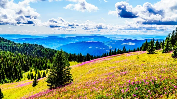 Senderismo a través de prados alpinos cubiertos de flores silvestres rosa fuego en la alta alpina — Foto de Stock