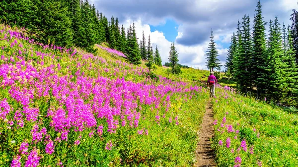Alpine meadows pembe Fireweed çiçeklerle kaplı bir yürüyüş izinde kadın kıdemli