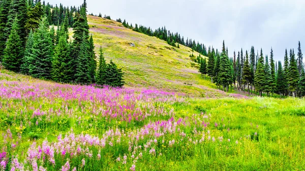 Hiking through alpine meadows covered in pink fireweed wildflowers in the high alpine — Stock Photo, Image