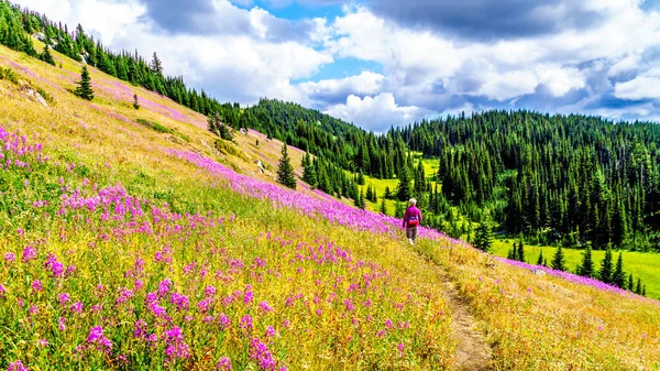 Mujer mayor en una ruta de senderismo en prados alpinos cubiertos de flores rosadas de Fireweed —  Fotos de Stock