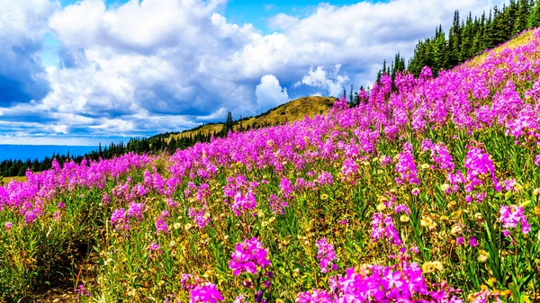 Wandelen door de alpenweiden bedekt met wilde van roze Wilgenroosje bloemen in de hoge Alpen — Stockfoto