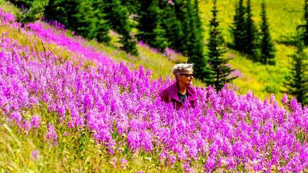 Mujer mayor en una ruta de senderismo rodeada de flores rosadas de Fireweed — Foto de Stock