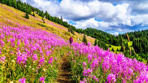 Mujer mayor en una ruta de senderismo en prados alpinos cubiertos de flores rosadas de Fireweed —  Fotos de Stock