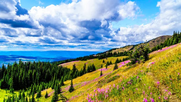 Alpine meadows pembe Fireweed çiçeklerle kaplı bir yürüyüş izinde kadın kıdemli