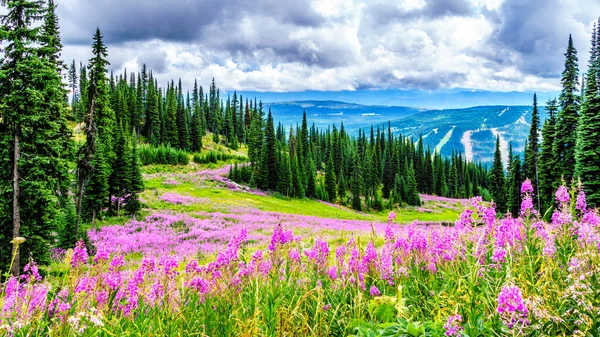 Hiking through alpine meadows covered in pink fireweed wildflowers in the high alpine