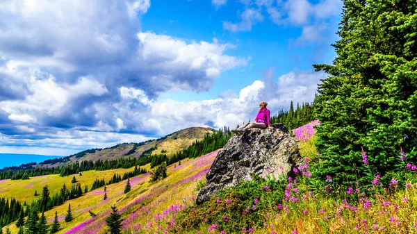 Yüksek büyük bir kayanın üzerinde oturan kadın kıdemli Alp pembe Fireweed çiçeklerle çevrili