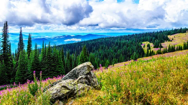 Yürüyüş yoluyla alpine meadows kapalı pembe fireweed kır çiçekleri yüksek içinde Alp