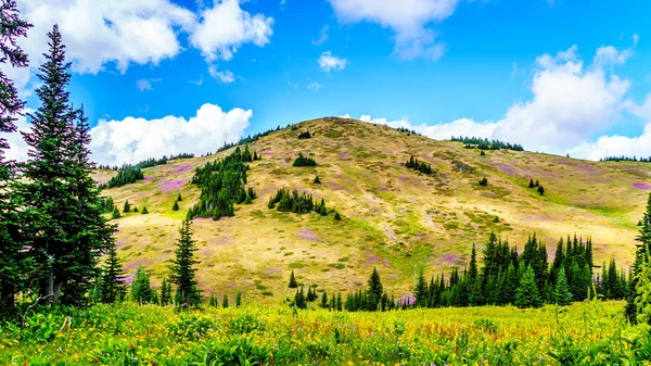 Prati alpini ricoperti di fiori selvatici ai piedi del monte Tod — Foto Stock