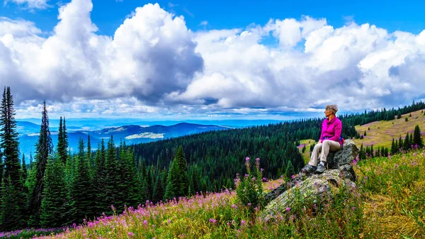 Yüksek büyük bir kayanın üzerinde oturan kadın kıdemli Alp pembe Fireweed çiçeklerle çevrili