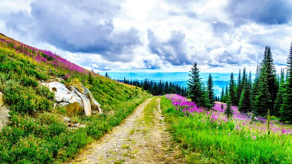 Senderismo a través de prados alpinos cubiertos de flores silvestres rosa fuego en la alta alpina — Foto de Stock