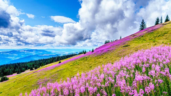 Yürüyüş yoluyla alpine meadows kapalı pembe fireweed kır çiçekleri yüksek içinde Alp