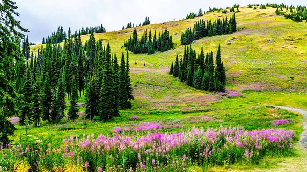 Hiking through alpine meadows covered in pink fireweed wildflowers in the high alpine — Stock Photo, Image