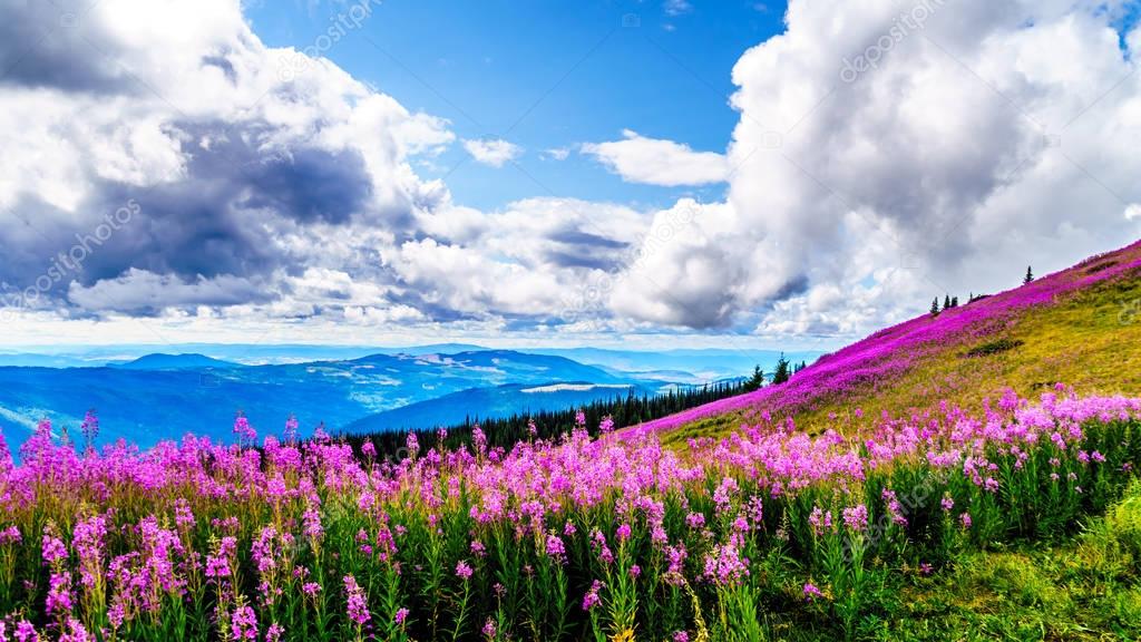 Hiking through alpine meadows covered in pink fireweed wildflowers in the high alpine