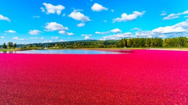 Olgun Cranberries Fraser Vadisi Glen Valley bölgesinde hasat sırasında gölde dinmesini yüzen